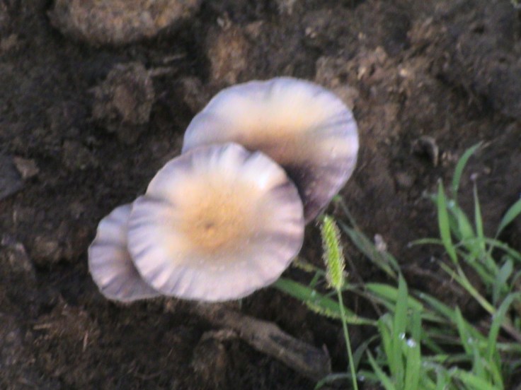 DSC01595